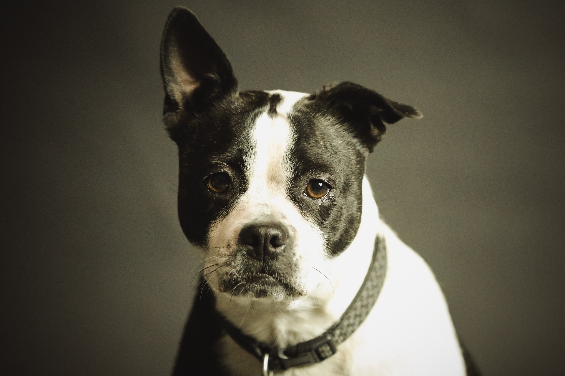 black and white dog