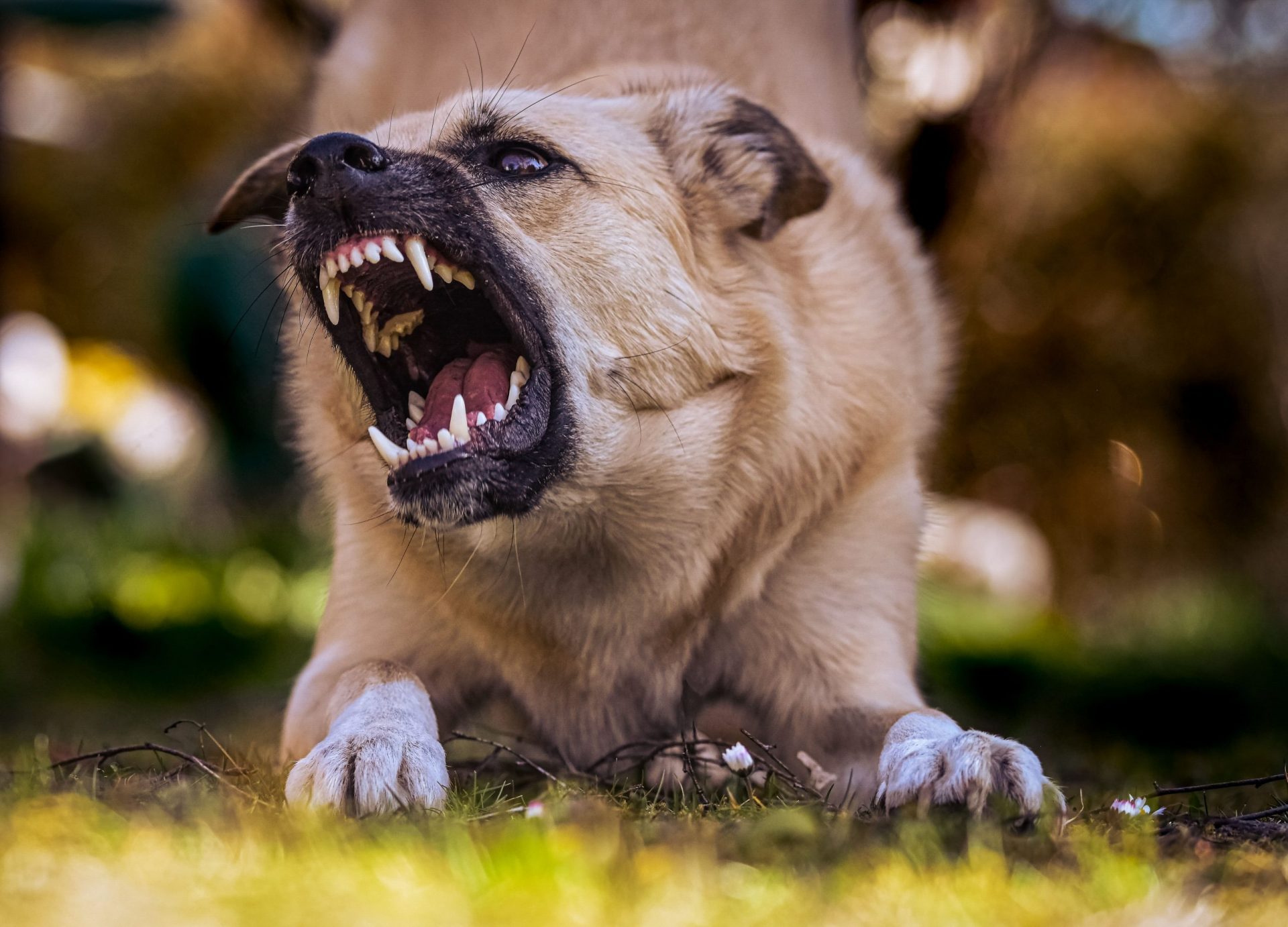 angry dog