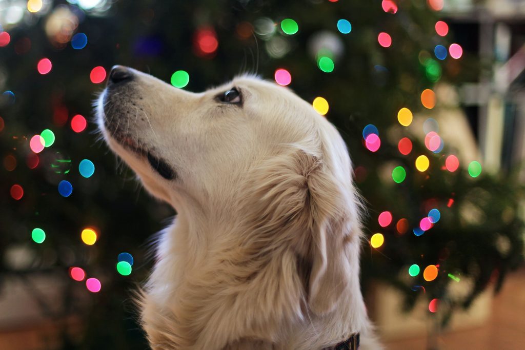 Stories of hope for animals this Christmas... 2 dog in font of christmas tree