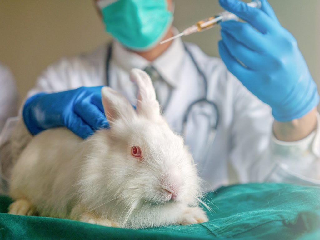 Top 10 Companies that fool you into thinking they are cruelty free! 6 white laboratory rabbit being used in animal testing