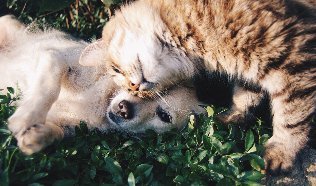 friends, cat and dog, pets-1149841.jpg