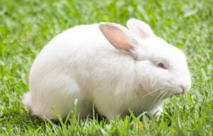 Too many animals suffered for science last year. It's time to stop animal testing once and for all. 1 white rabbit used for animal experiements