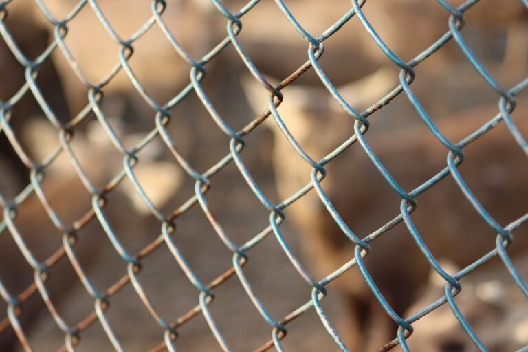 cage, cage animals, animal-4799403.jpg