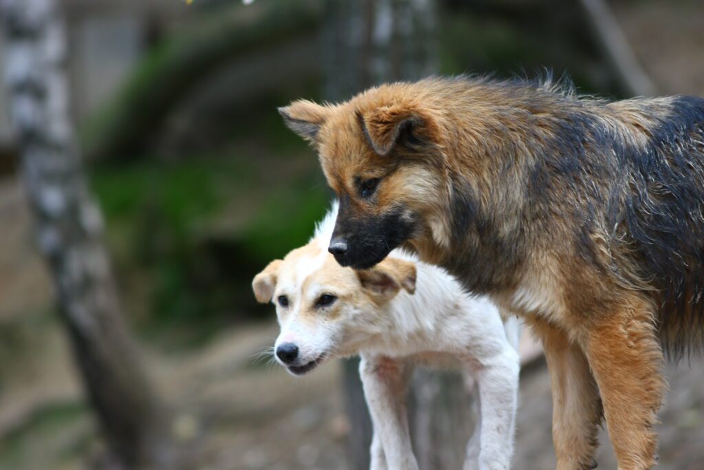 Stray dogs in Ukraine