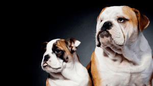 A boom in canine fertility clinics - our investigation 2 english bulldog parent and puppy