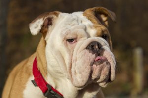 A boom in canine fertility clinics - our investigation 1 british bulldog