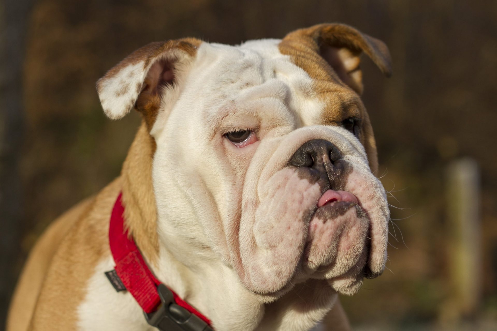 canine fertility clinics