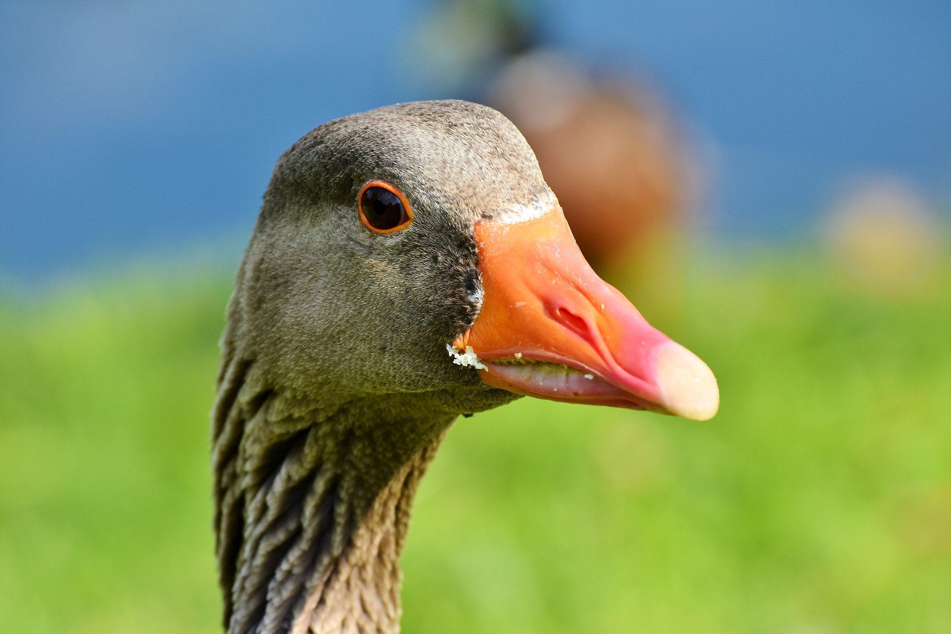 What's new 29 goose and ducks used for foie gras