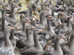 Fur and foie gras imports ban under threat - tell the Government #DontBetrayAnimals 1 ducks and goose used in foie gras production
