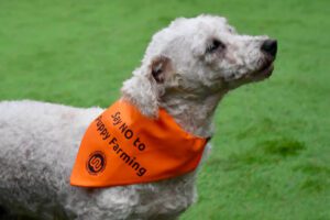crumble - puppy farm survivor