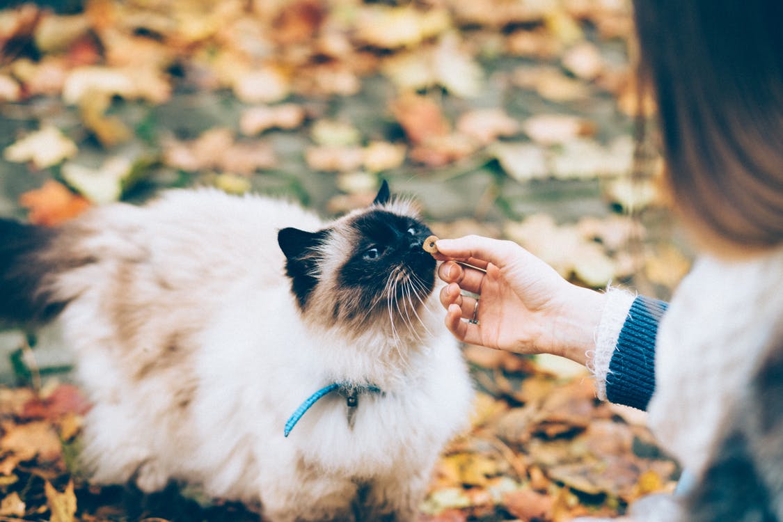 What's new 26 pet theft awareness week