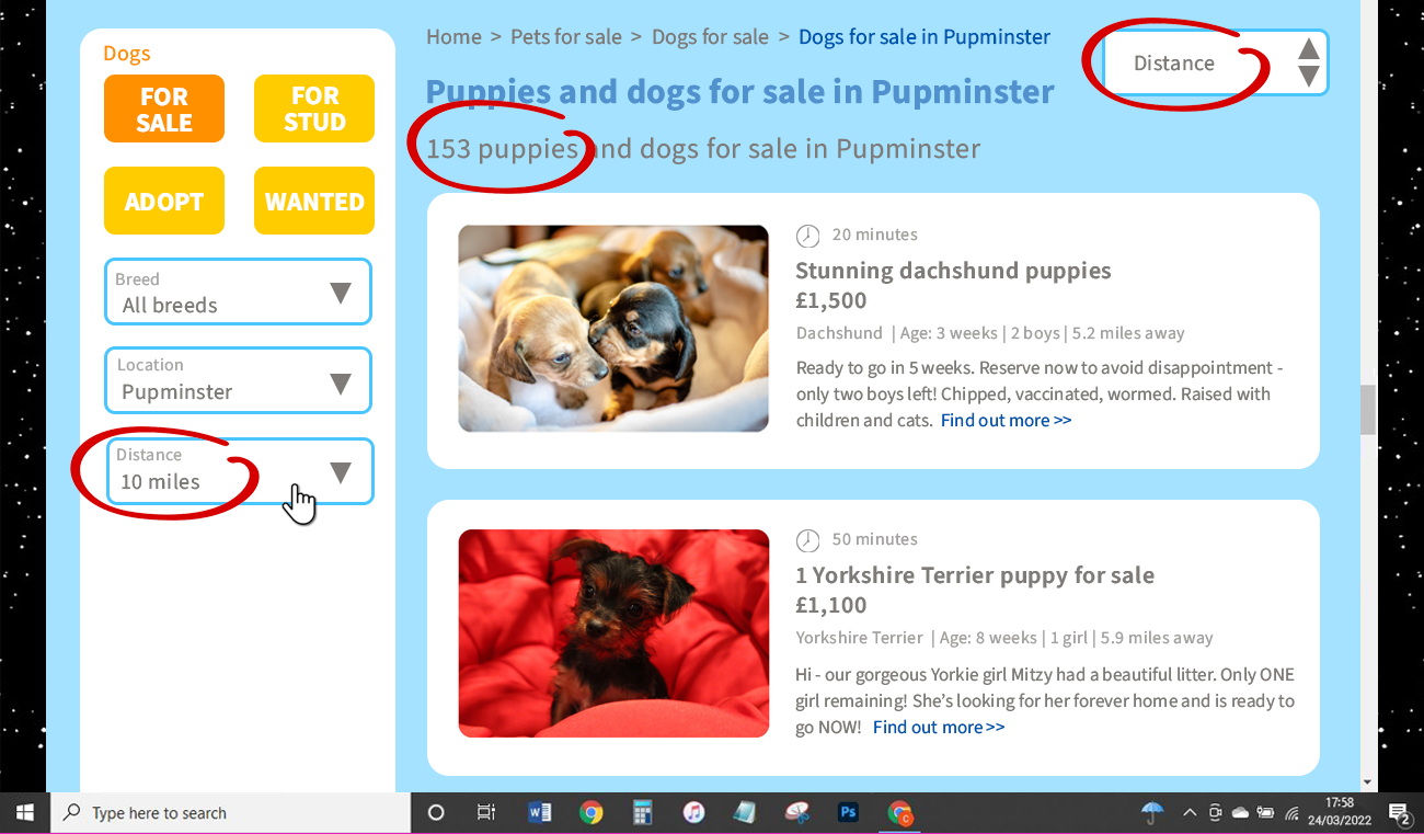 Dogs and puppies for sale on fictitious pet selling website 