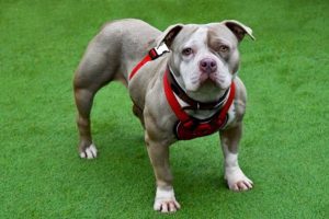 Grace: Breeding beyond dogs’ limits 1 pocket bully dog used for breeding