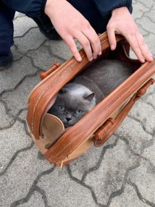 ukraine cat hidden in handbag