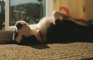 Wilbur's story: The devastating impact of sensory neuropathy 3 Wilbur sunbathing