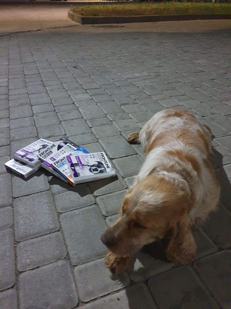 Search dog at the Romanian_Ukrainian border with boxes of donated medicine