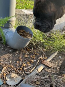 stray dog eating at drainpipe feeder in Ukraine