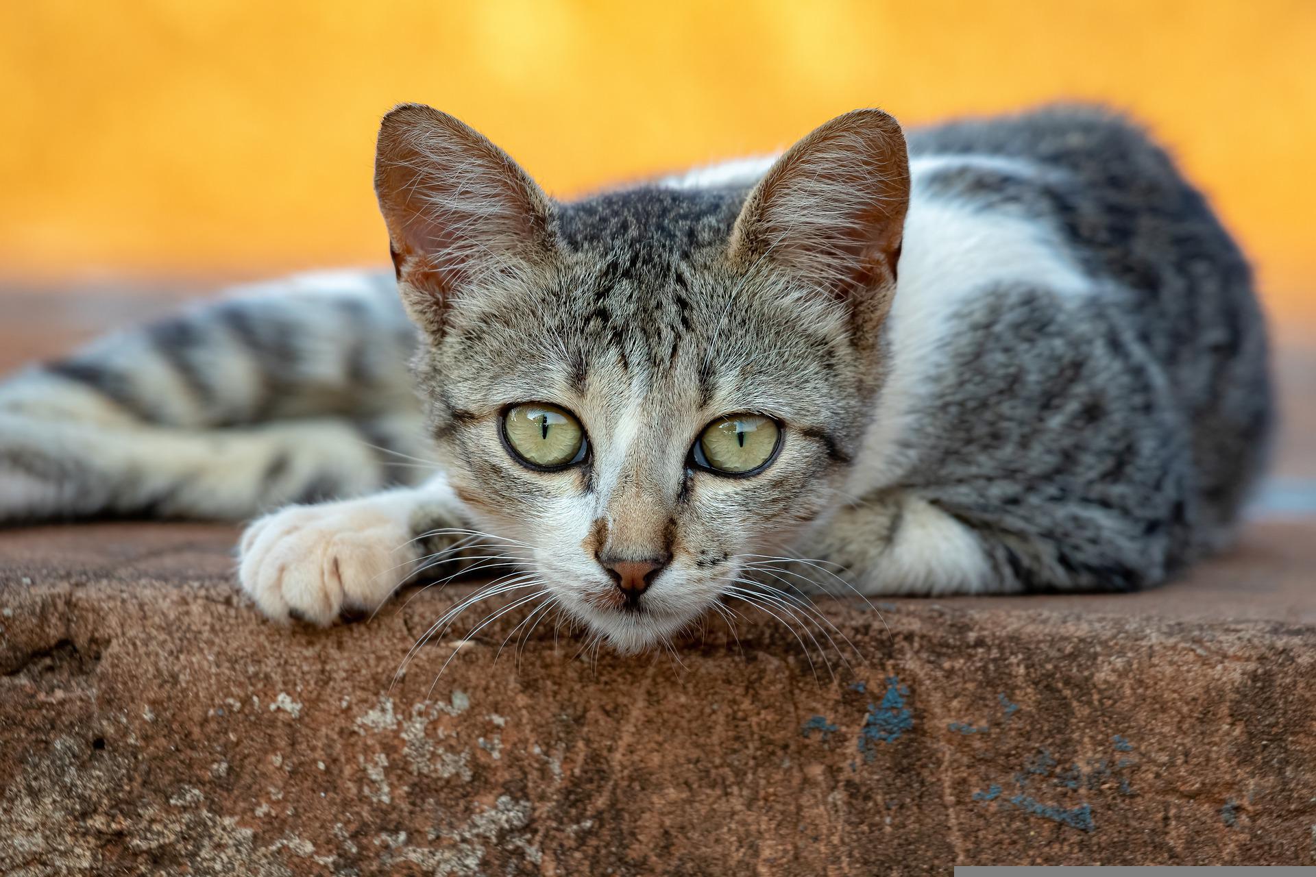 What's new 23 cat sitting on a wall