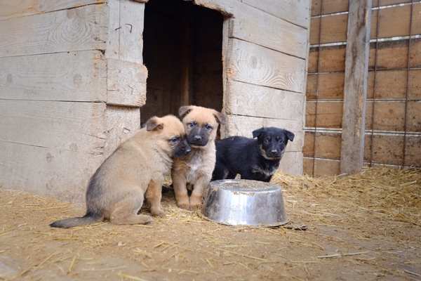 dogs in pen to depict illegal dog breeding