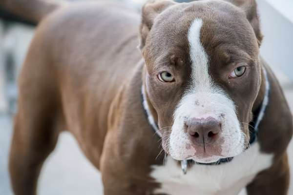 canine fertility clinics