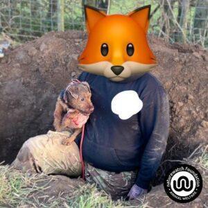 North Wales man walks free with suspended sentence after admitting badger baiting and cruelty to dogs 1 man and dog posing for badger baiting - op minerva