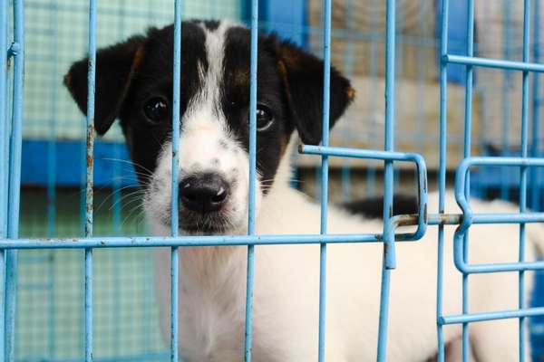image of puppy behind bars to depict puppy smuggling