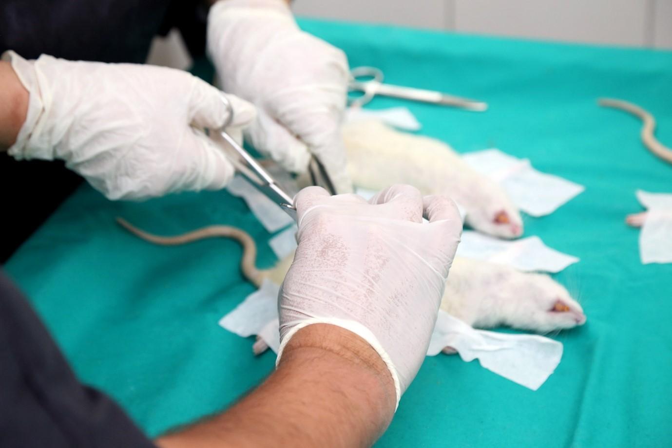 laboratory animal welfare - mice undergoing an animal experiment procedure in laboratory