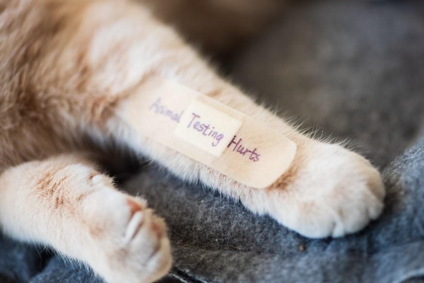cats paw with animal testing plaster