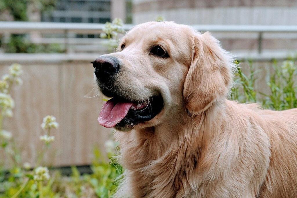 dog golden retriever animal 4292254 1280x853