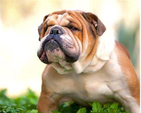What's new 19 headshot of brachycephalic breed dog seen at canine fertility clincis