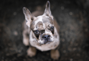 BBC Panorama investigation merle Frenchie