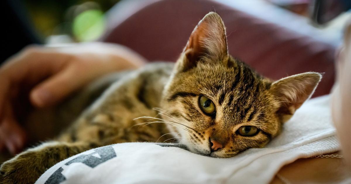 What's new 15 Animal cruelty as part of coercive control