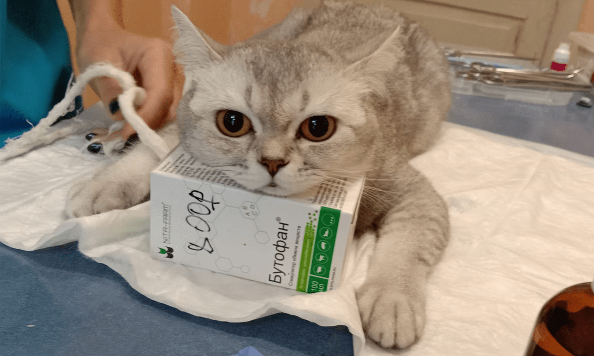 What's new 12 Ukrainian cat during the war at veterinary practice with medication box