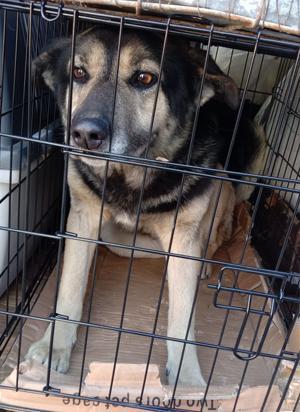 Street dog to be sterilised during war in Ukraine