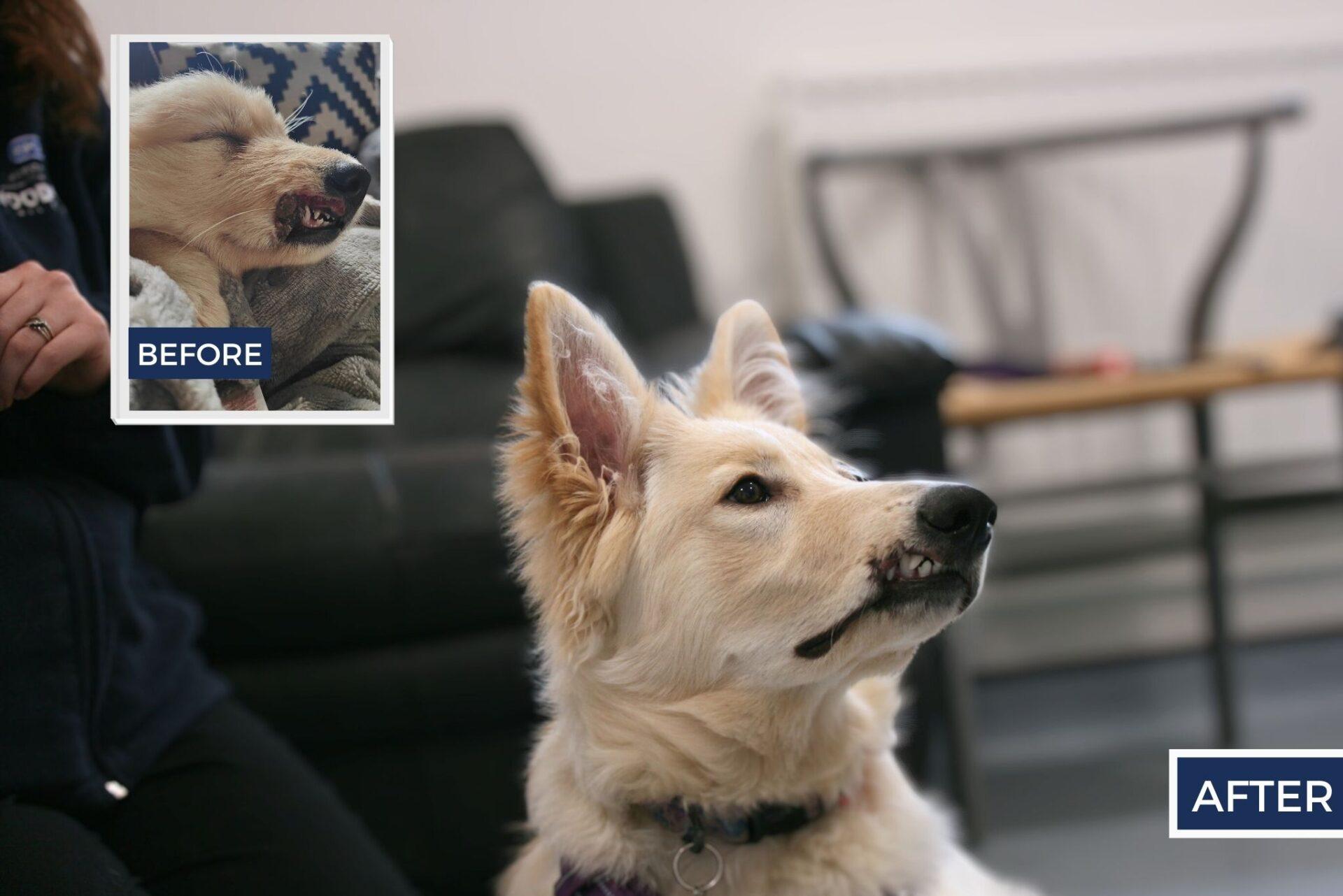 What's new 6 Freya the German shepherd