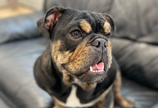 Photograph of an English Bulldog. A breed typically used un greed breeding