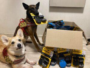 Rescue dogs in Antares, Ukraine receiving their protective boots - photo 2