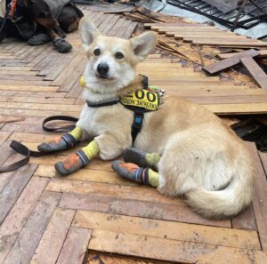 A Rescue dogs in Antares, Ukraine wearing his protective boots
