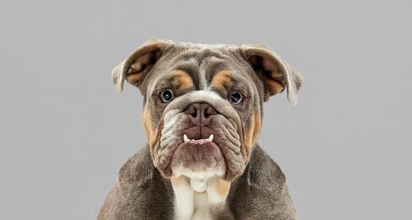 French bulling dog portrait