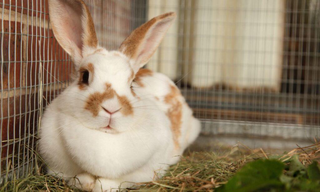 We’re launching a new Pet Rescue Grant to help animals affected by the illegal pet trade 2 PRG blog 3