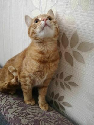 The Link: animal cruelty and human violence 1 Kuzi, a ginger cat sitting on the back of a sofa.