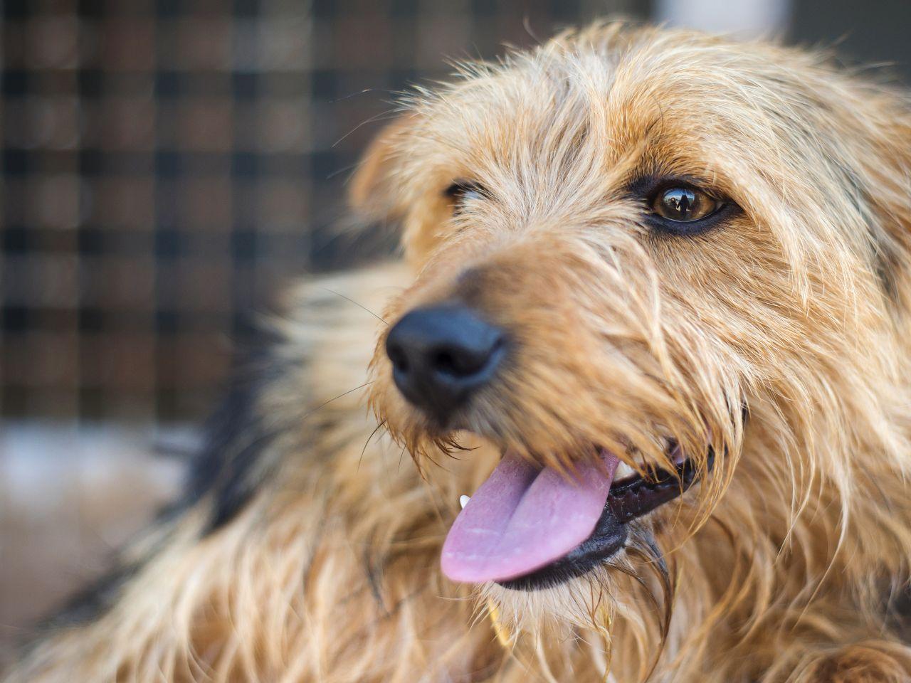 What's new 15 Small brown dog with it's tongue out.