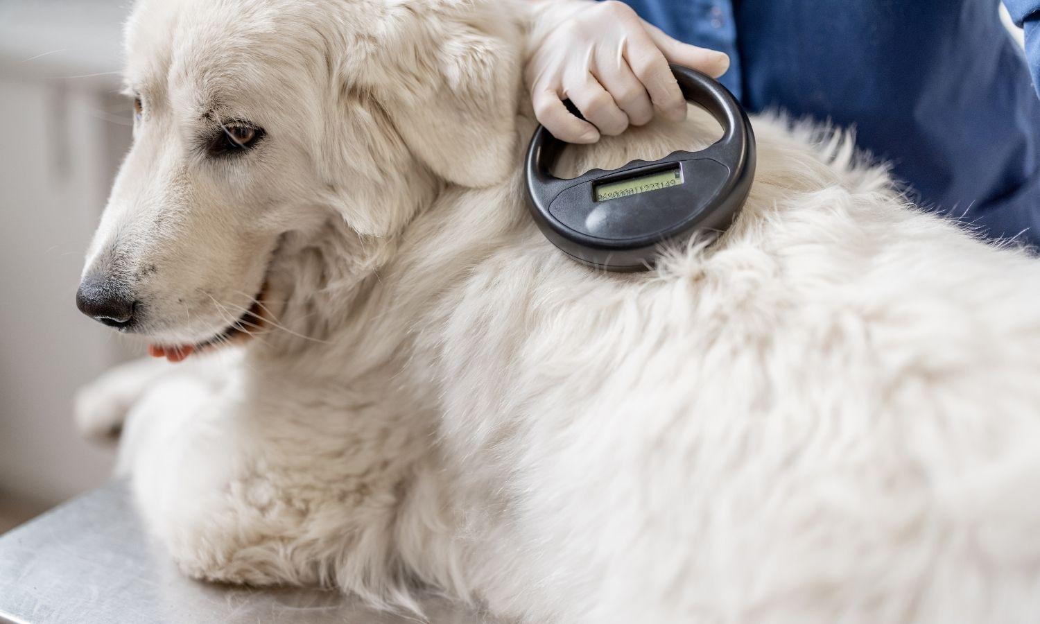 The microchip being read on a golden retriever.