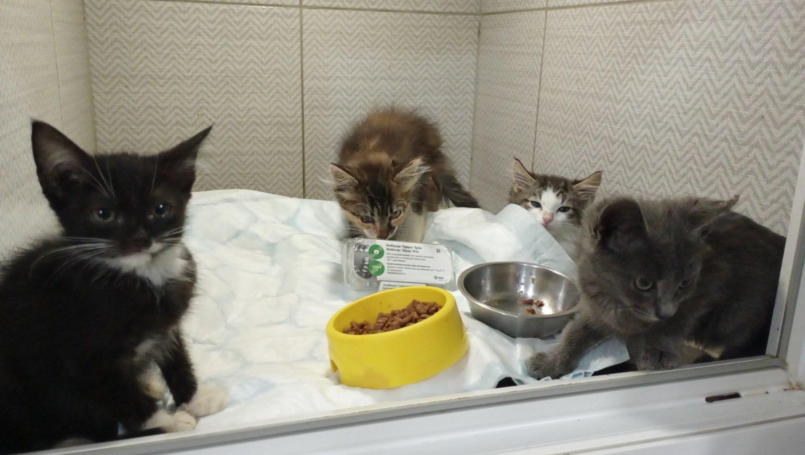 An image of 3 kittens.