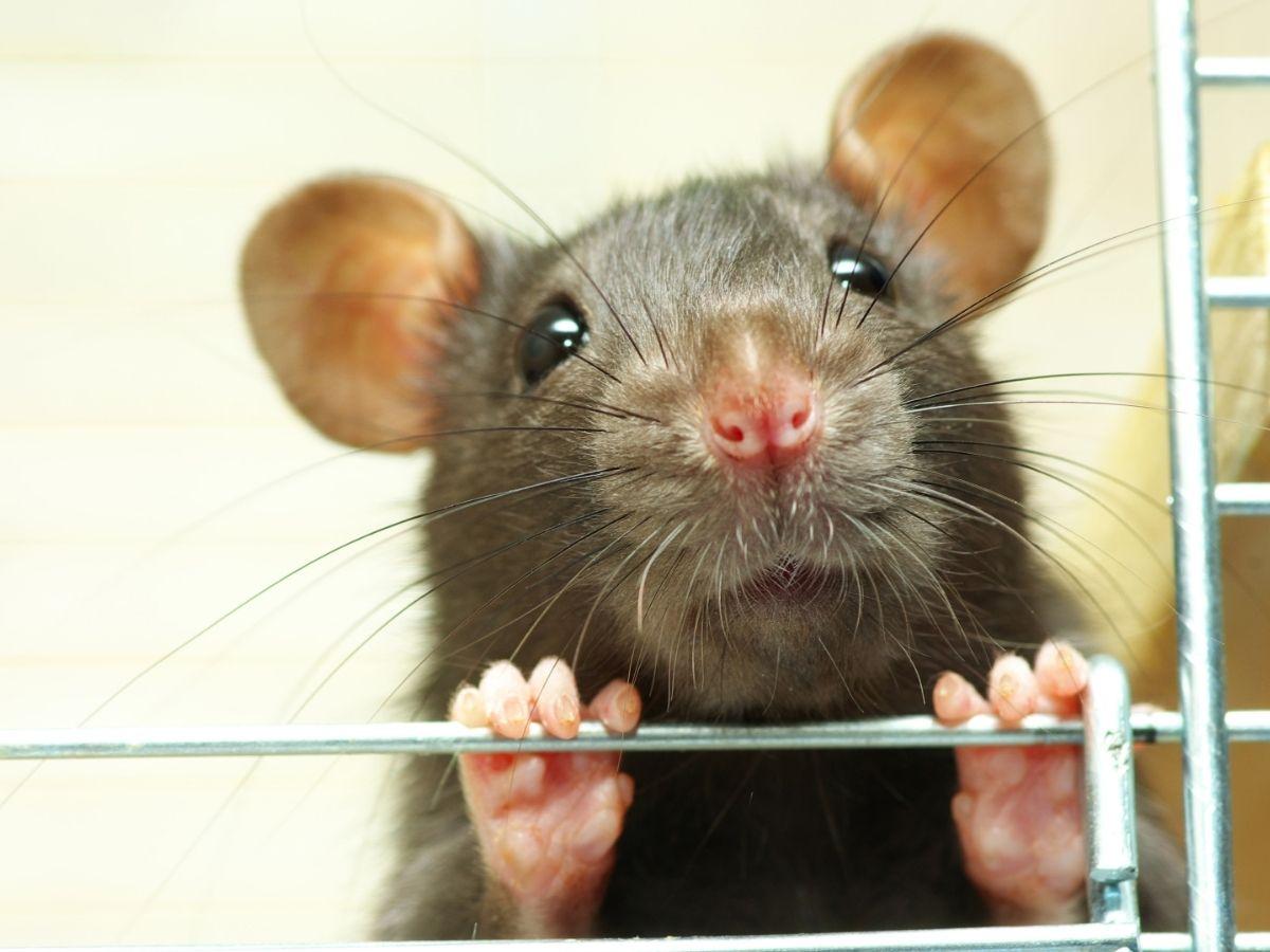 A brown mouse looking out from a cage.