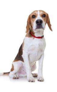 Beagle dog sitting on a white background. 