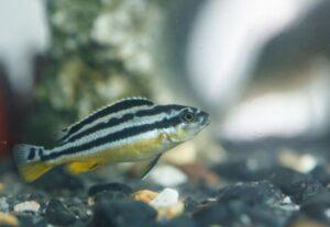A striped fish.