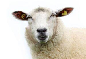 White sheep looking at the camera. 