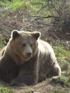 Bear in Kosovo