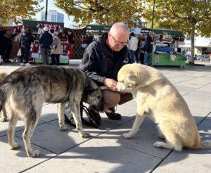 Mark in Kosovo with stray dogs